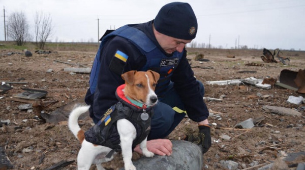 Patron, eroe d’Ucraina, ha un eccellente fiuto anti-mine, il jack russell è stato premiato dal presidente Zelensky