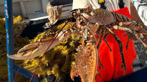 Pesca record in Salento: a Tricase catturato un astice di 6 kg. Mai visto così grande!