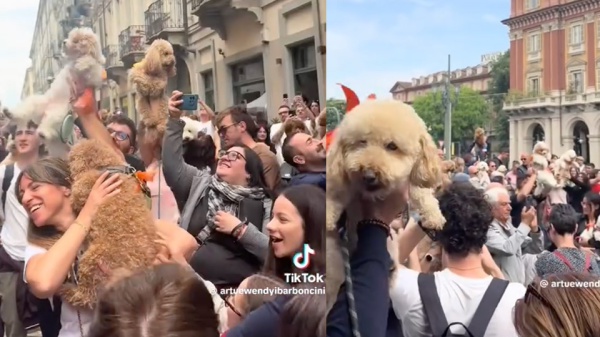 Quali sono gli animali domestici più diffusi? Ecco cosa dice l'ultimo studio