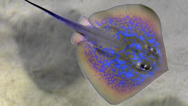 Ragazzo genovese di 12 anni punto da manta in Costa Rica, grave