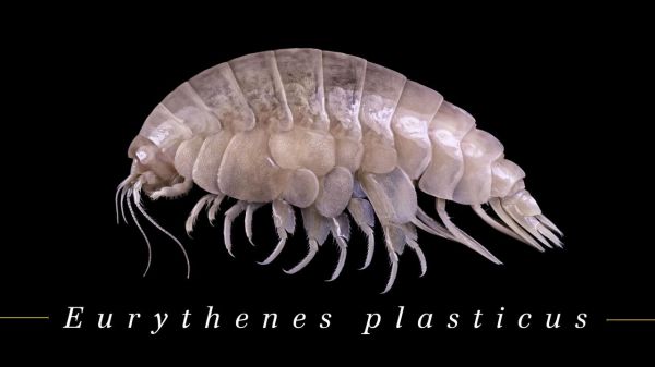 Scoperto nuovo crostaceo che presenta già residui di plastica