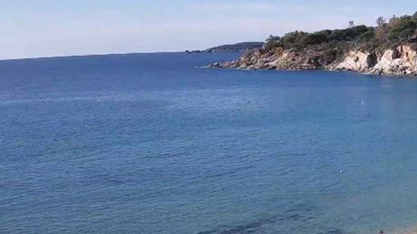 Sempre più meduse nel Mar Mediterraneo, cosa fare in caso di contatto