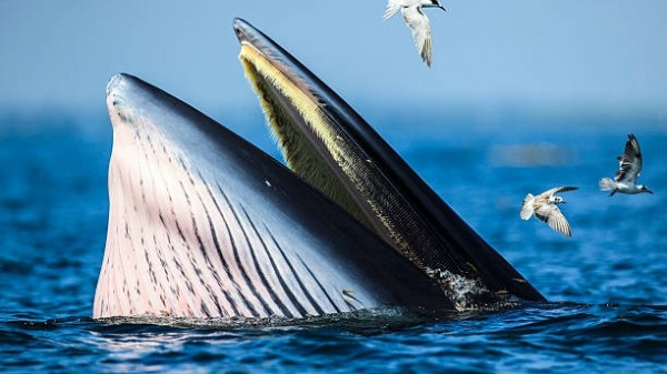 Straordinaria scoperta in Thailandia, ritrovato il fossile di una balenottera in perfette condizioni, risale a 5mila anni fa