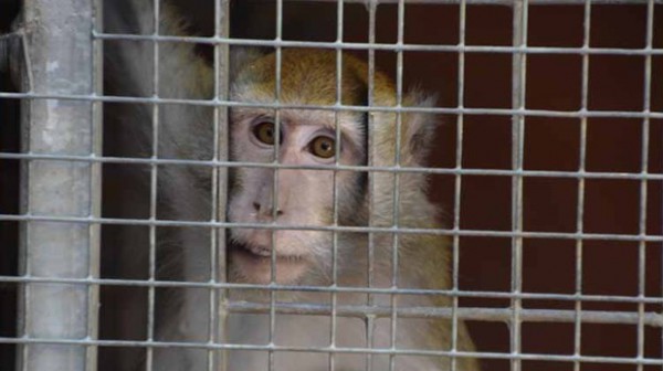 Svizzera, oggi il referendum sul divieto di sperimentazione sugli uomini e sugli animali. A Basilea, invece per i diritti alle scimmie