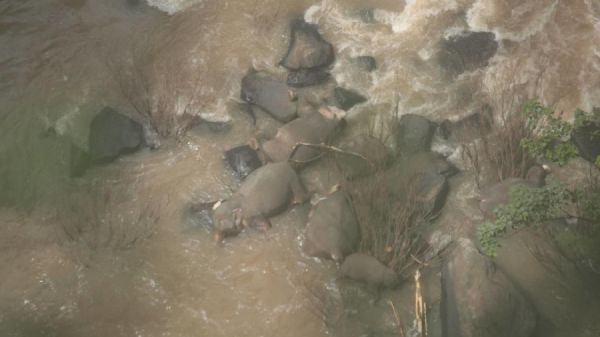 Thailandia, sei elefanti muoiono per salvare un cucciolo