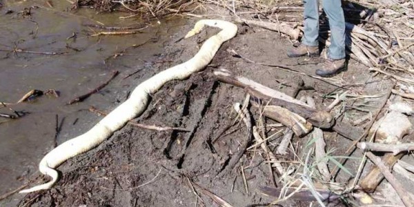 An der Mündung des Flusses Mera wurde eine 4-Meter-Python gefunden, das tote Tier, das von einem deutschen Touristen gefunden wurde