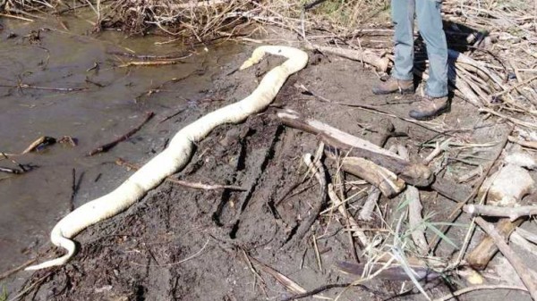 Trovato un pitone di 4 metri alla foce del fiume Mera, l'animale morto rinvenuto da un turista tedesco