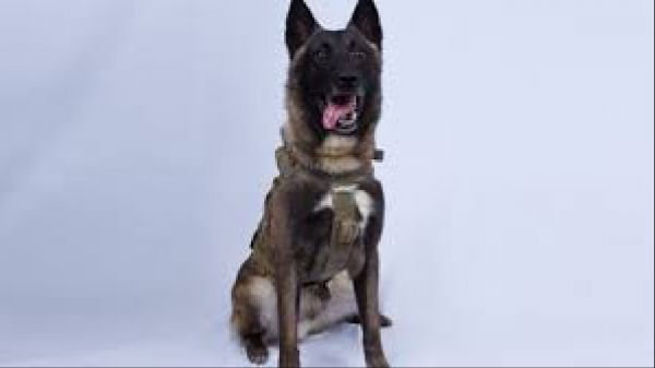 Trump omaggia il cane rimasto ferito nell'attacco ad