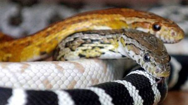 Virus Cina, ricerca, arrivato all'uomo dai serpenti