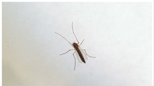 Virus West Nile, muore anziana a Fondi, sei casi confermati nel Lazio, due in condizioni critiche