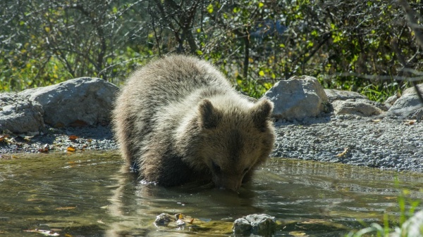 Wwf, sull'orso marsicano un segnale di speranza  