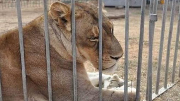 YouTube deve rimuovere i video sulla crudeltà agli animali, lo richiede l’organizzazione Lady Freethinker