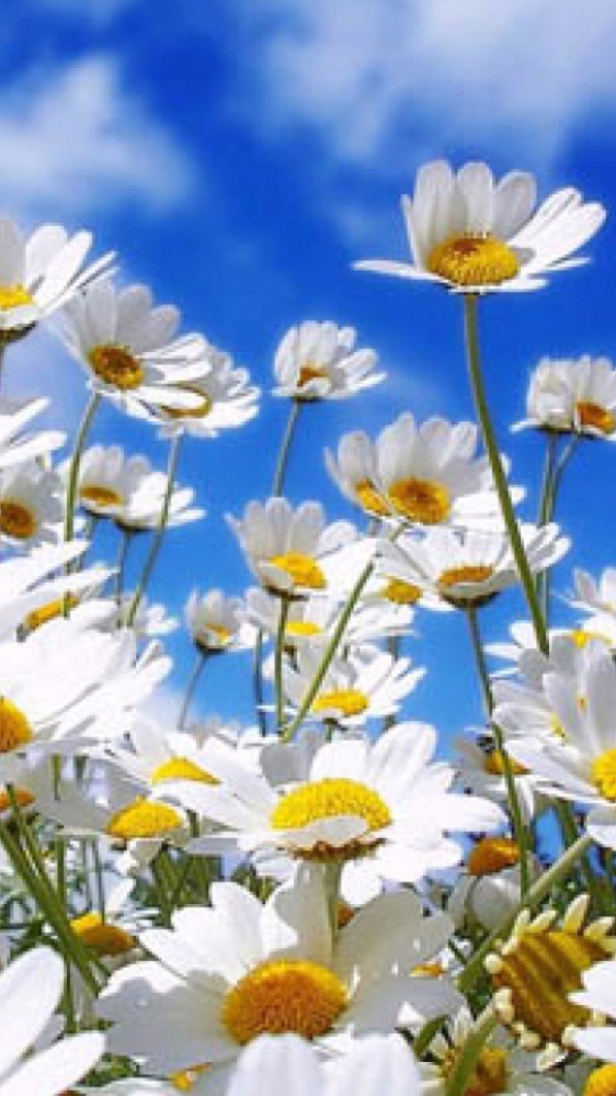 Don Mazzi dà i numeri - Beati i pacificatori