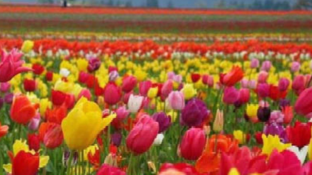 Cerchiamo di creare la pace dove siamo