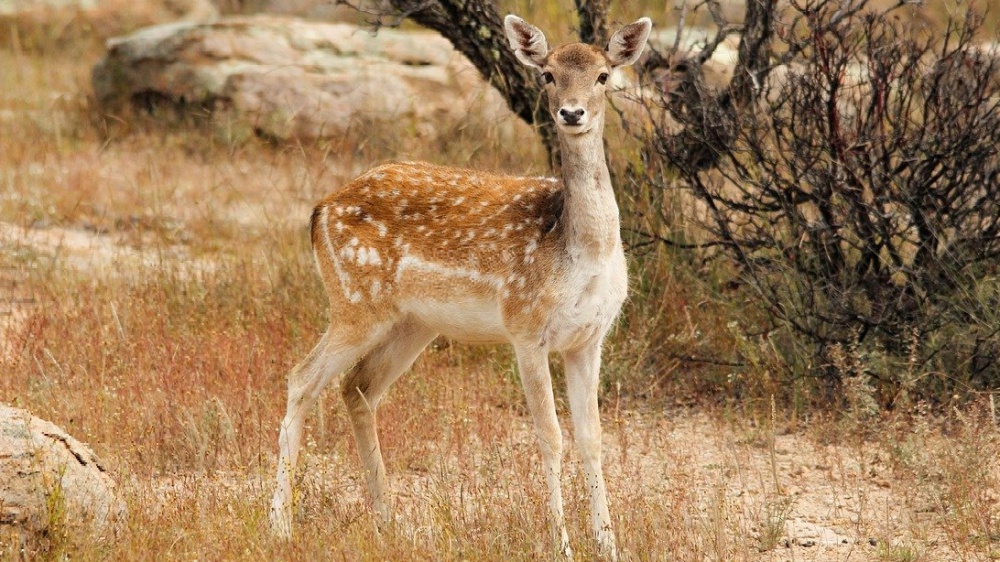 Fauna selvatica e impatti sanitari 