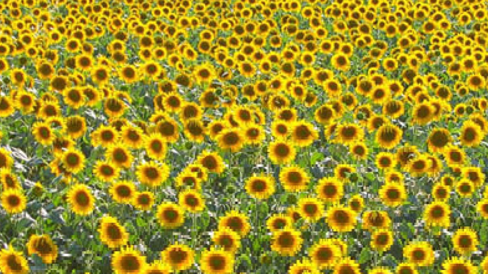 La casa della pace è senza porte