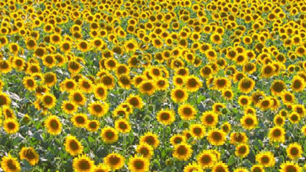 La felicità, il saggio, la cerca nelle cose normali, non nelle cose straordinarie