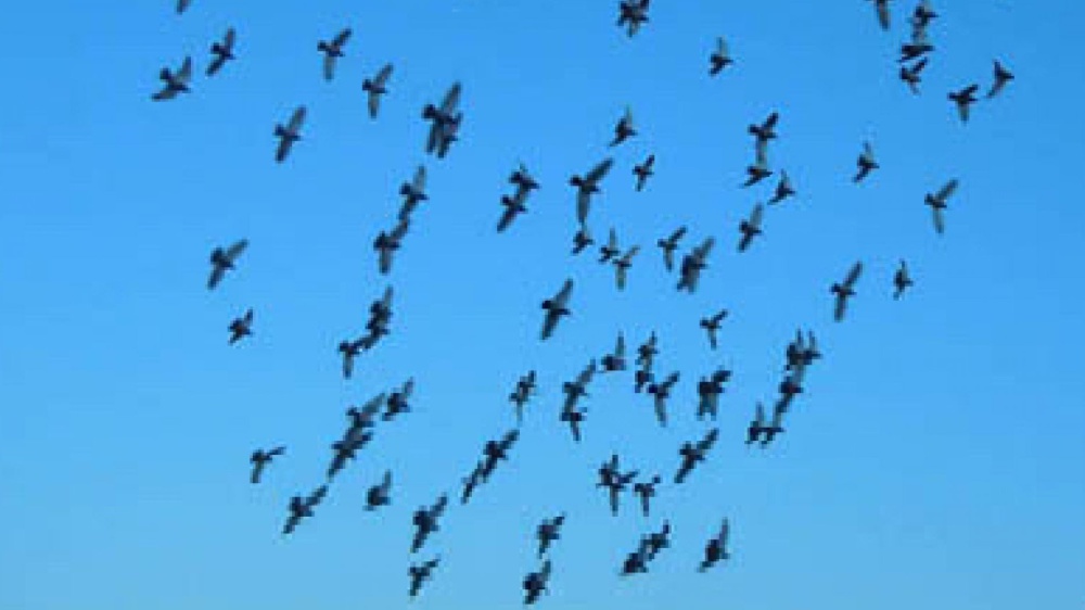 L’amicizia è una pianta che va sempre innaffiata