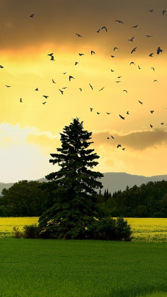 L'ecologia della felicità - National Biodiversity Future Center