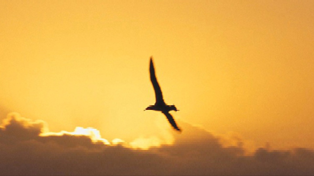 Non sempre il cuore è un amico, talvolta è anche un traditore