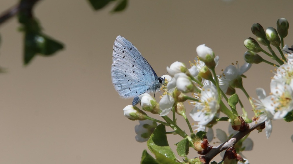 Proteggere la biodiversità per salvare l'umanità