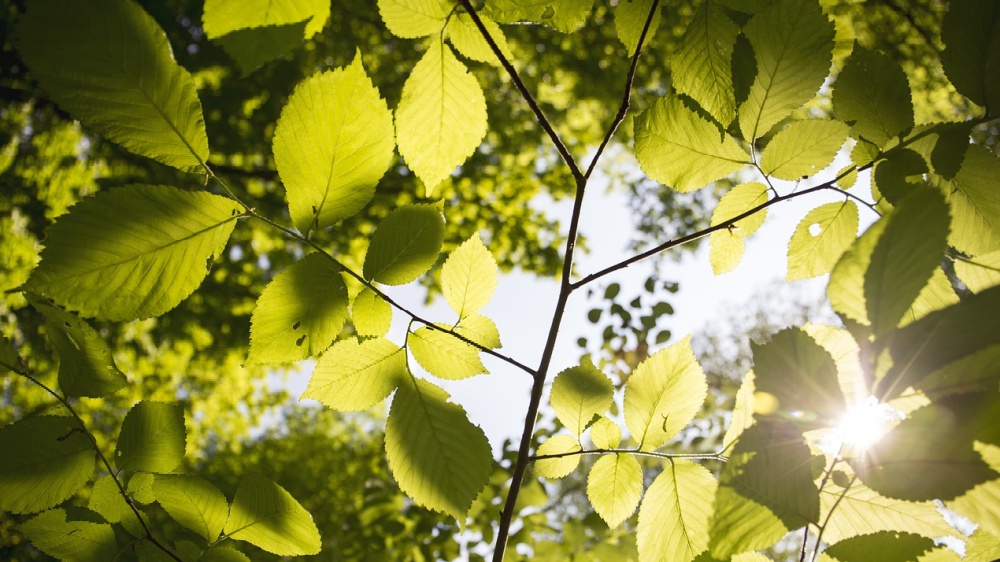 Urban Nature, la natura in città 