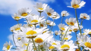 Don Mazzi dà i numeri - Aiuta i giovani ad usare bene la libertà