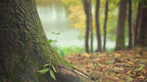 L'ecologia della felicità - Il Bosco del Parco