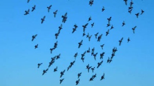 Don Mazzi dà i numeri - Perfino i vermi di due centimetri hanno un centimetro di anima