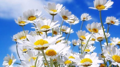 Vai alla pagina relativa a Don Mazzi dà i numeri - Beati i pacificatori