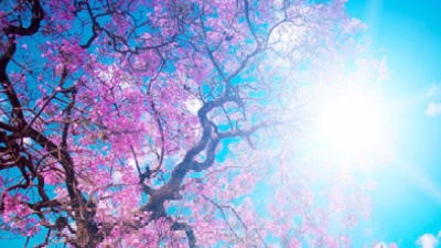 Vai alla pagina relativa a Don Mazzi dà i numeri - Facciamo il possibile che la Pace da parola divenga fatto