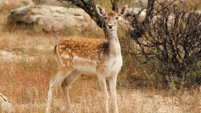 Vai alla pagina relativa a L'ecologia della felicità - Fauna selvatica e impatti sanitari 