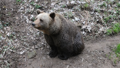 Vai alla pagina relativa a L'Indignato Speciale - Il caso del runner ucciso dall'orsa in Trentino, i dubbi sulla strage di Erba e il modello di famiglia italiana