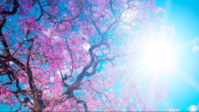 Vai alla pagina relativa a Don Mazzi dà i numeri - La pace è sempre divina