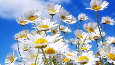 Vai alla pagina relativa a Don Mazzi dà i numeri - La parte più sana dell’uomo è quella che cerca