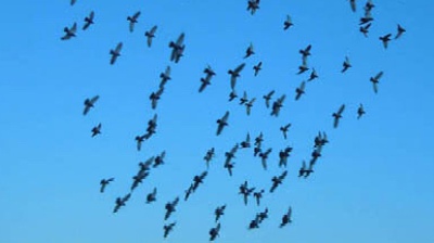 Vai alla pagina relativa a Don Mazzi dà i numeri - L’amicizia è una pianta che va sempre innaffiata