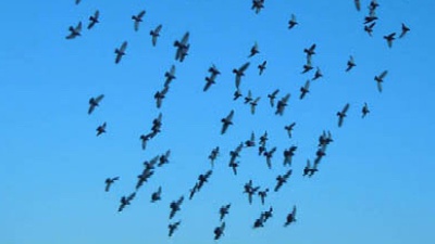 Vai alla pagina relativa a Don Mazzi dà i numeri - Per trovare la pace bisogna inchinarsi