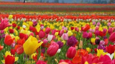 Vai alla pagina relativa a Don Mazzi dà i numeri - Se cerchi l’uomo, lo trovi molto più dentro che fuori