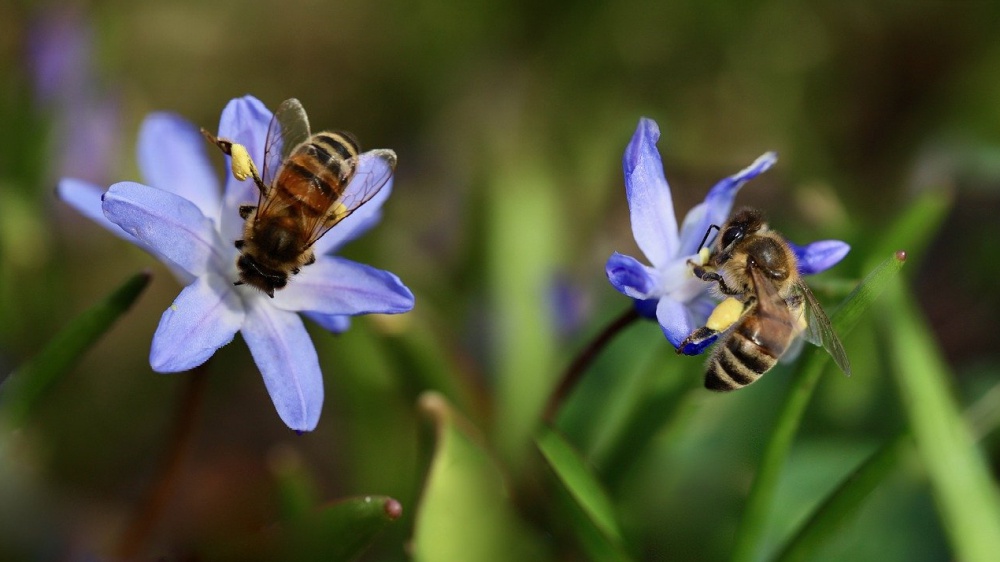 Giornata delle api e della biodiversità 