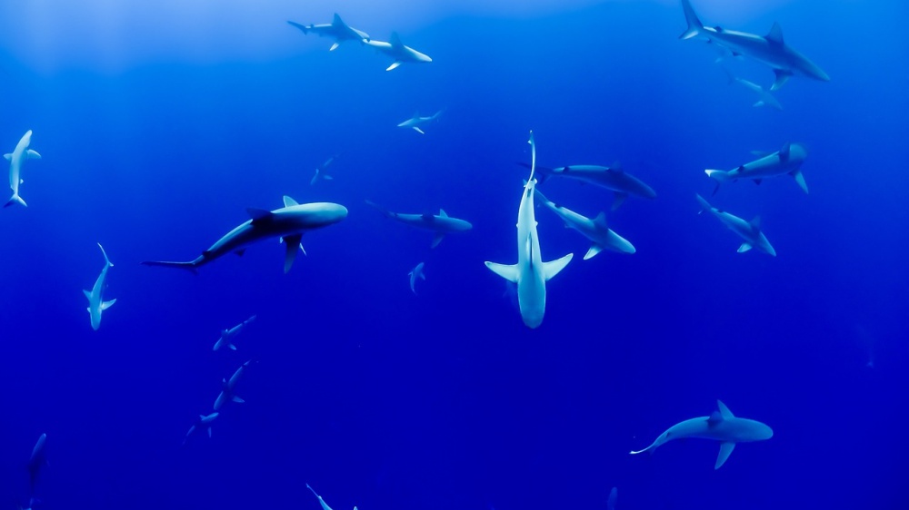 Allarme squali, a rischio oltre metà delle specie nel Mediterraneo