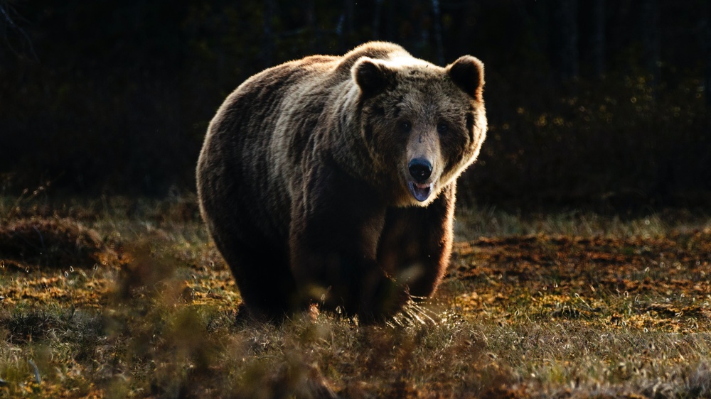 Il Tar di Trento sospende l’uccisione degli orsi Jj4 e Mj5 