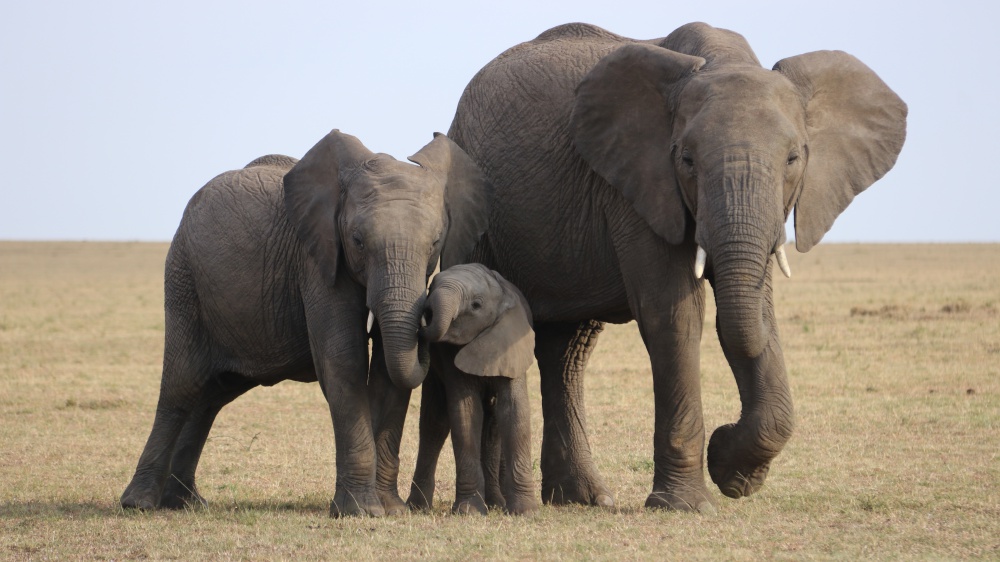 Il WWF lancia l’allarme estinzione per gli elefanti in Africa 