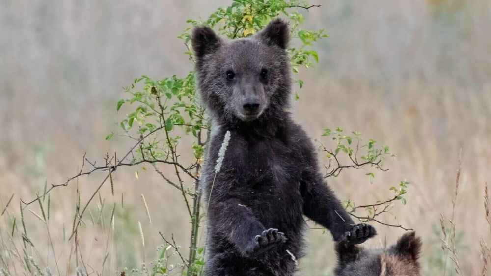 L'orso bruno marsicano rischia l'estinzione 