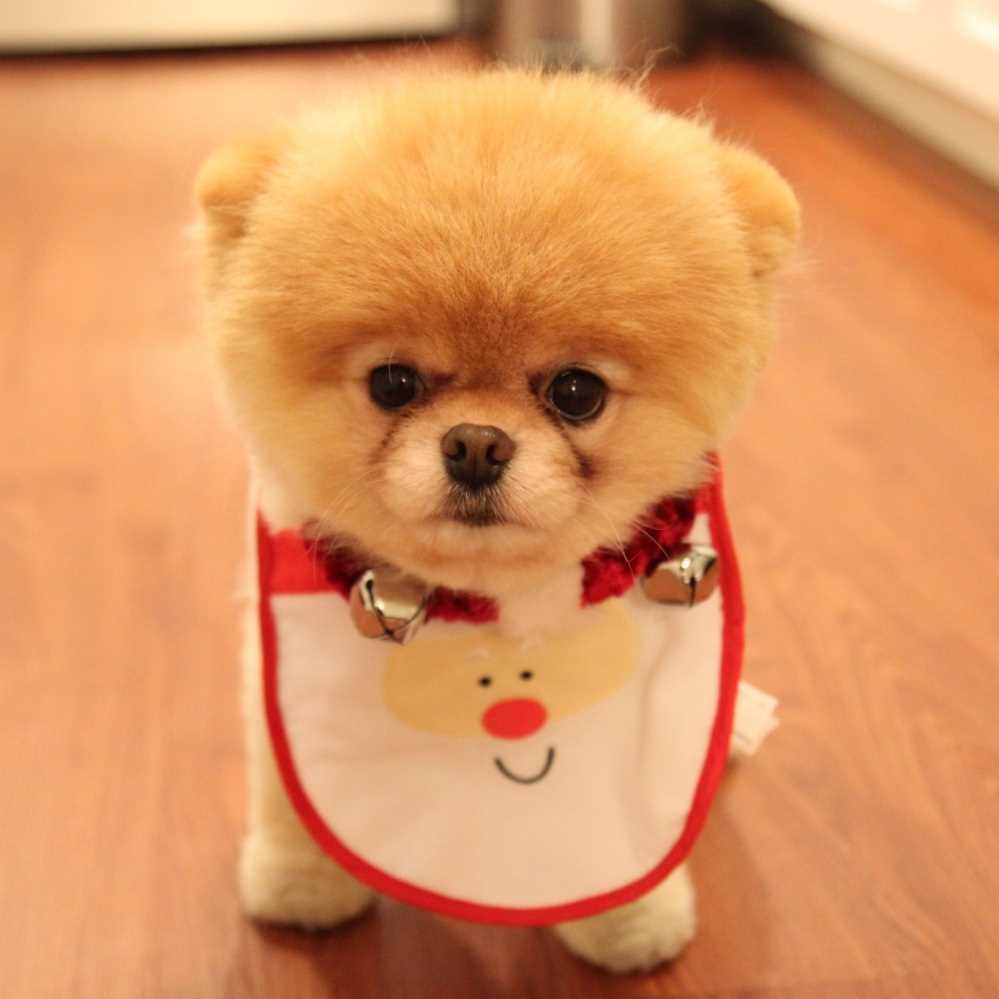 È morto Boo, il cane-star dei social network