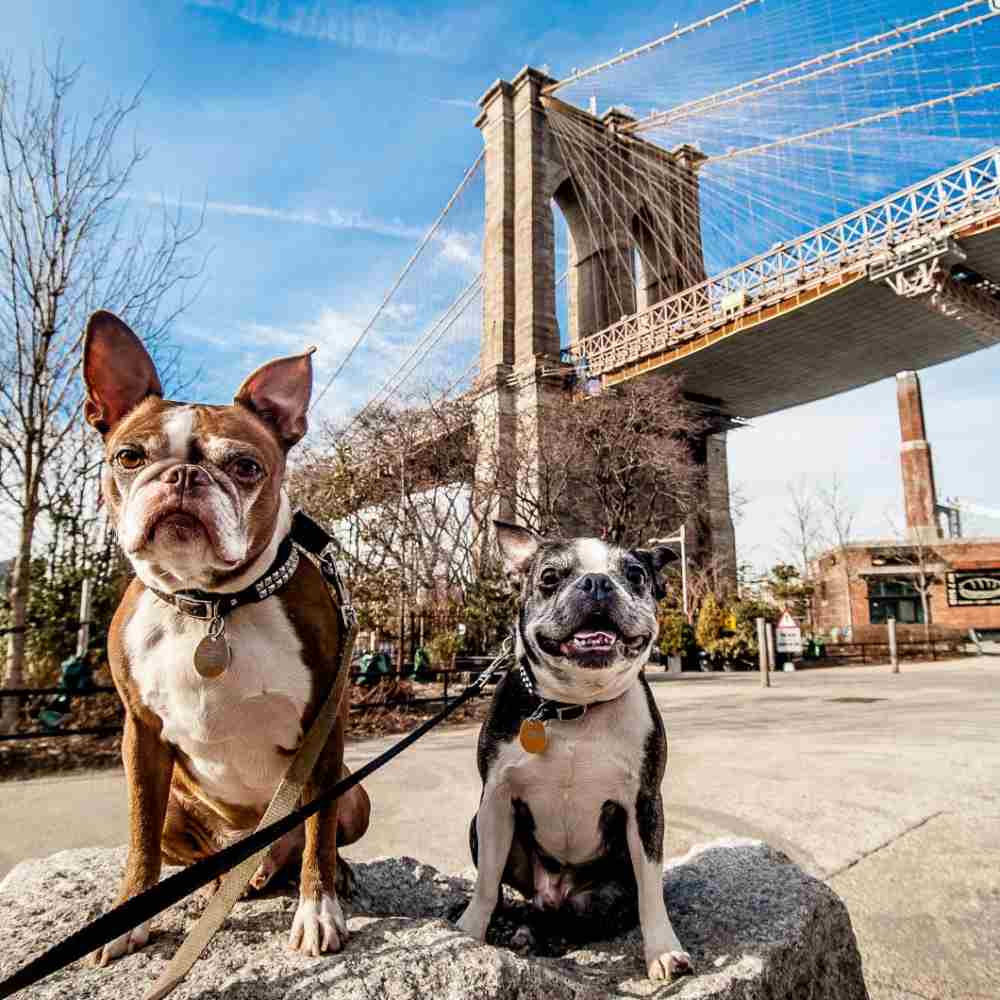 A New York si organizzano gite nei boschi per cani