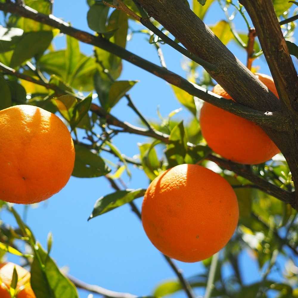 Agrumi minacciati da fungo killer, massima allerta in Italia