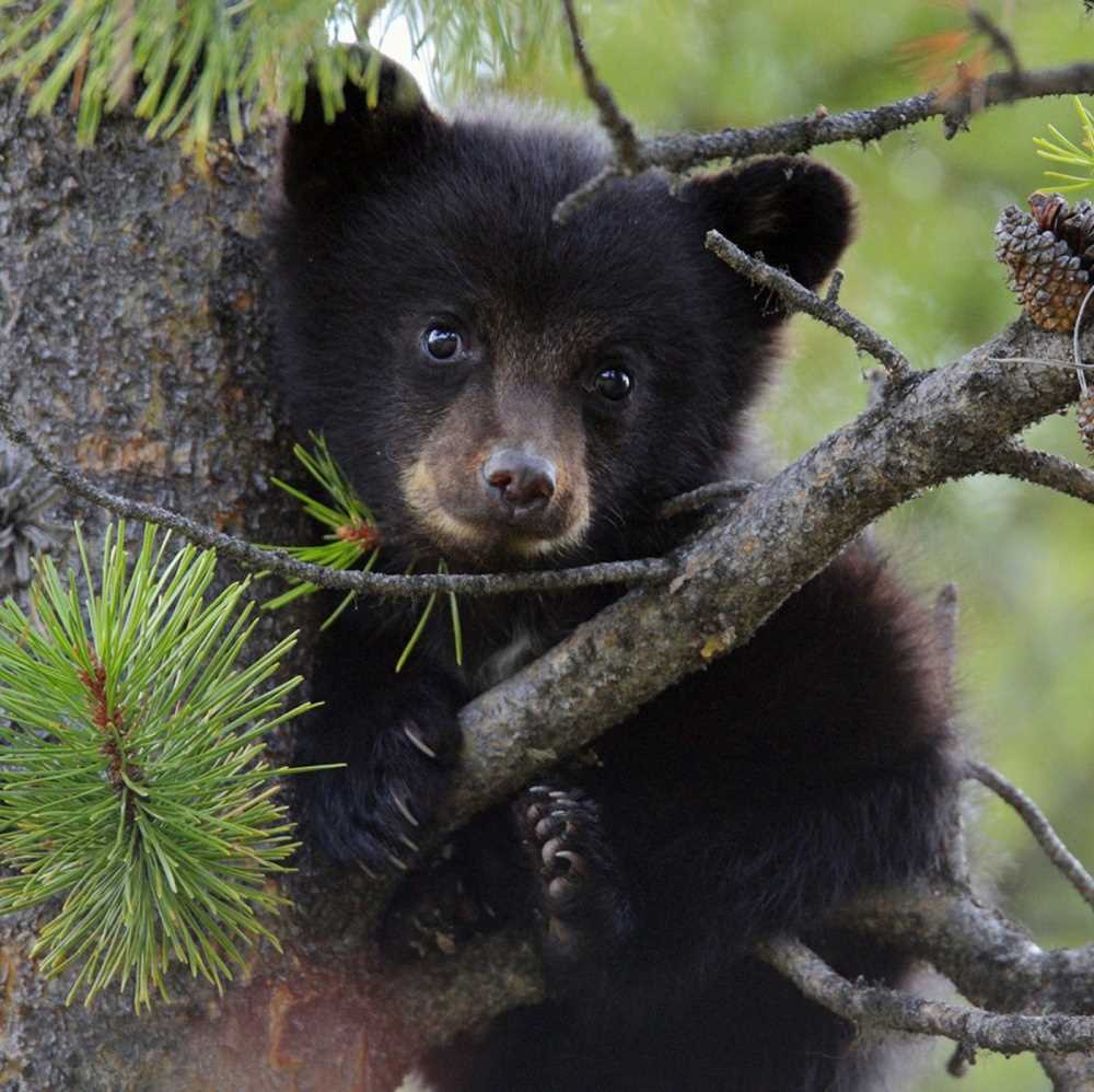 Animali, Bioparco Roma accoglie tre cuccioli di orso bruno