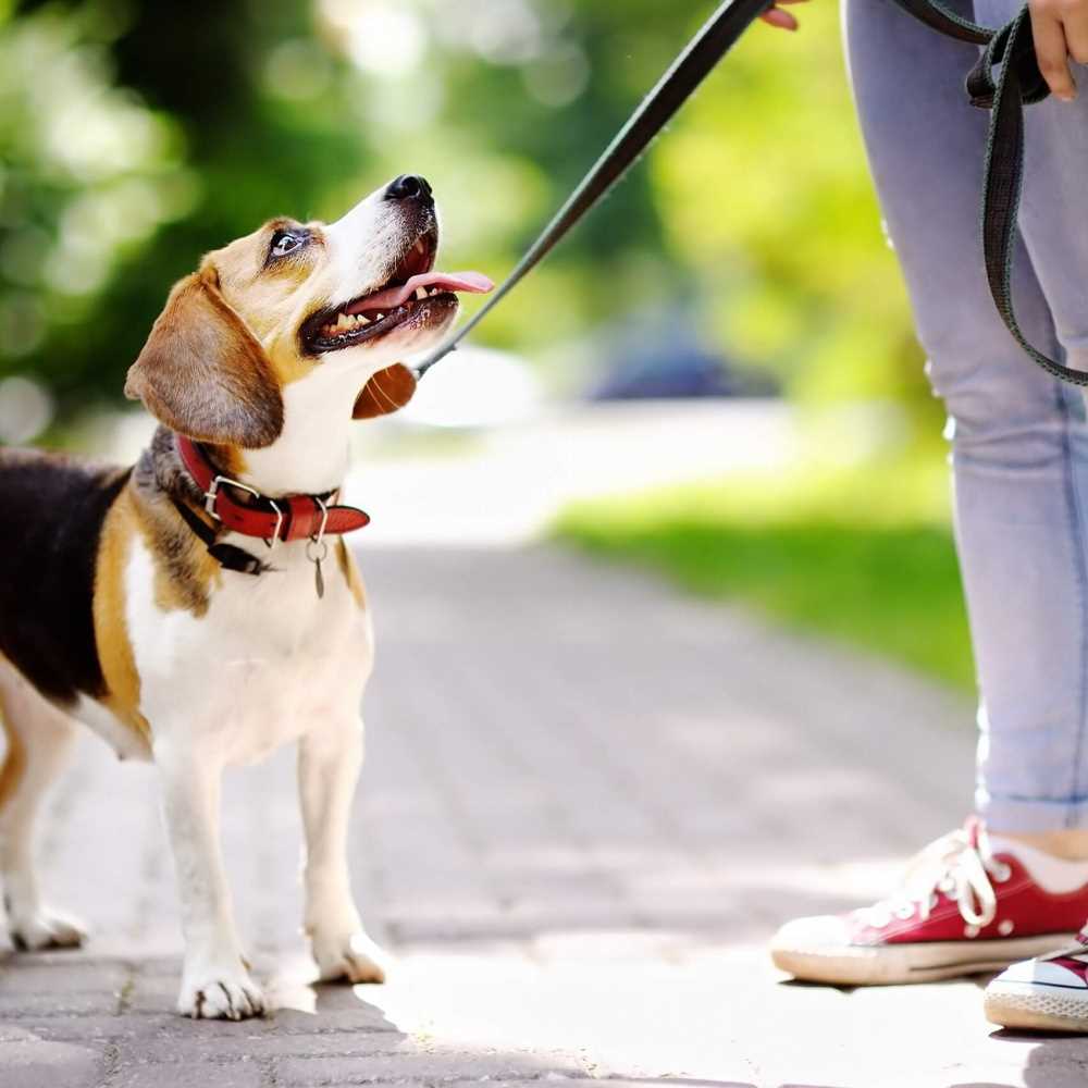 Asti, diventa obbligo lavare la pipì dei cani in strada
