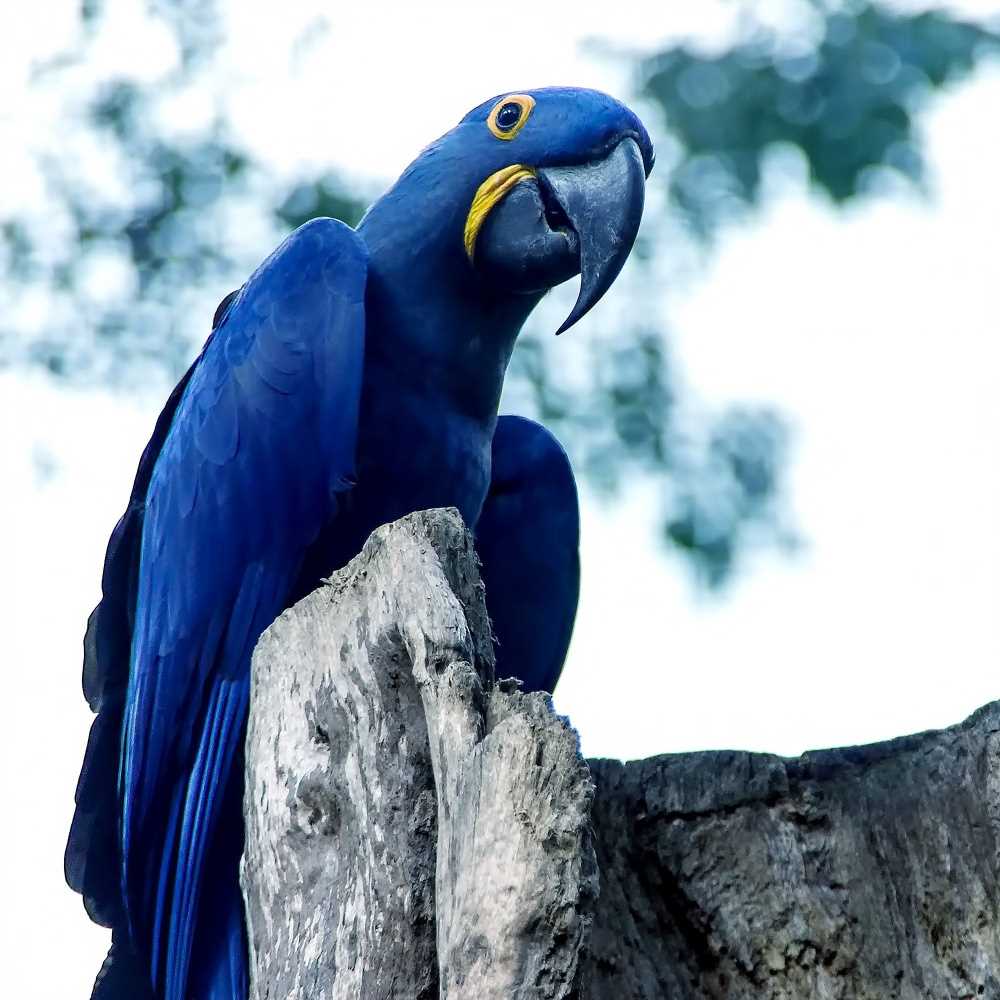 Brasile, nasce allo zoo un raro esemplare di pappagallo blu