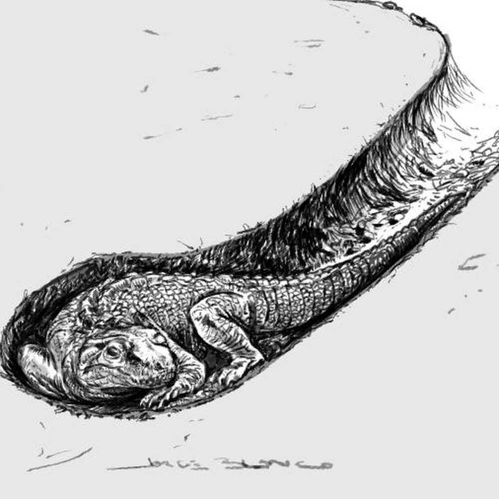 Brasile, scoperto rifugio di coccodrilli di 70 milioni di anni fa